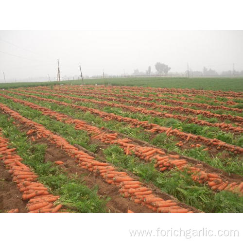 Good Quality Common Seen Fresh Carrot Red Colour